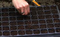 Советы как правильно сажать капусту на рассаду