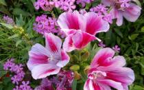Цветок годеция: выращивание из семян и когда его сажать